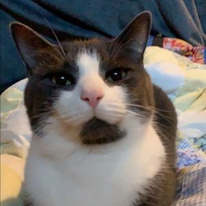 Meet your Posher, Laurie